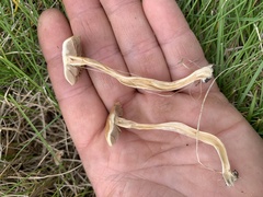 Agrocybe