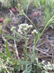Antennaria argentea