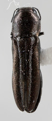 Agrilus ventralis