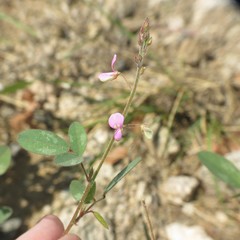 Desmodium psilocarpum