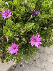 Dimorphotheca jucunda