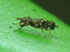 Chalcosyrphus metallicus