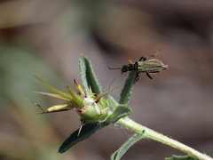 Oedemera flavipes