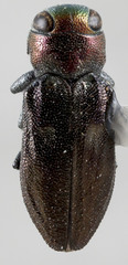 Chrysobothris micromorpha