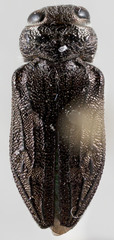 Chrysobothris culbersoniana