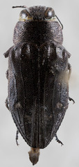 Chrysobothris edwardsii
