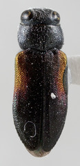 Chrysobothris humilis