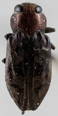 Chrysobothris ignicollis