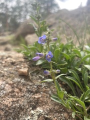 Penstemon virens