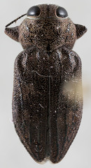 Chrysobothris mescalero