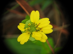 Berlandiera subacaulis