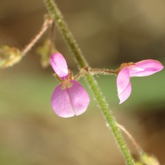 Desmodium psilocarpum