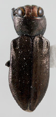 Chrysobothris micromorpha