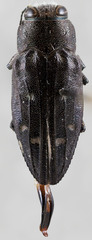 Chrysobothris peninsularis peninsularis