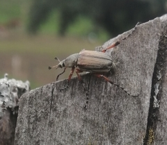 Macrodactylus mexicanus