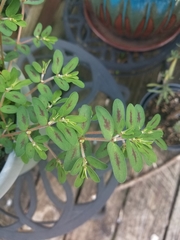 Euphorbia maculata