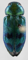 Sphaerobothris ulkei