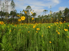 Coreopsis falcata