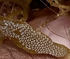 Jellyella tuberculata