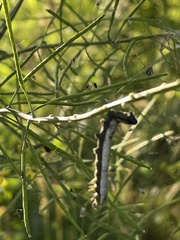 Anthocharis cardamines