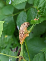 Puccinia sparganioidis