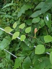 Puccinia sparganioidis