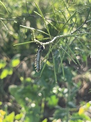 Anthocharis cardamines