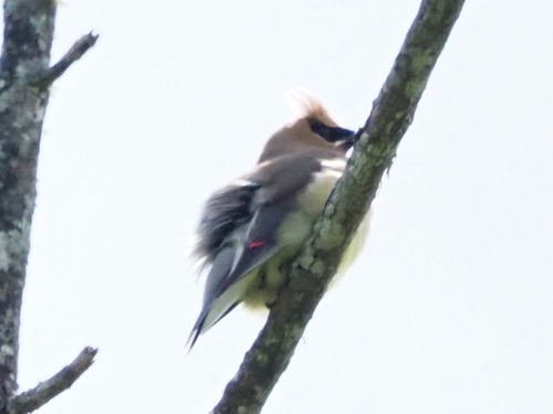 Cedar Waxwing photographed in West Virginia