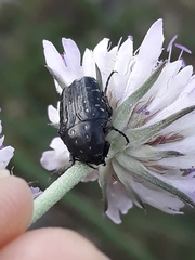 Oxythyrea funesta