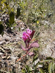 Marcetieae