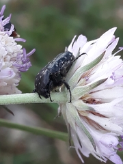 Oxythyrea funesta
