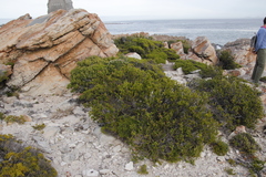 Erica brachialis