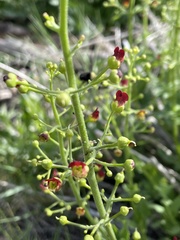 Scrophularia desertorum