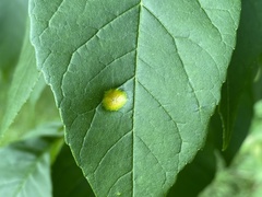 Puccinia sparganioidis