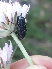 Oxythyrea funesta
