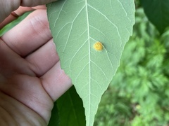 Puccinia sparganioidis