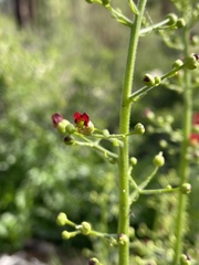 Scrophularia desertorum