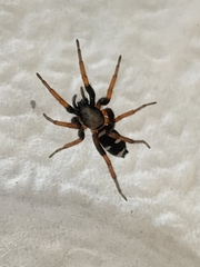 Sergiolus columbianus