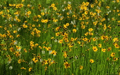 Coreopsis falcata