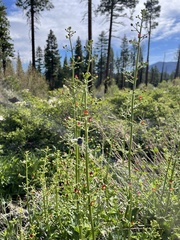 Scrophularia desertorum