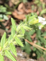 Lithospermum calcicola