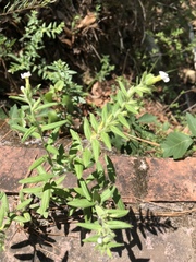 Lithospermum calcicola