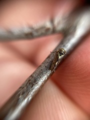 Oncopsis flavicollis