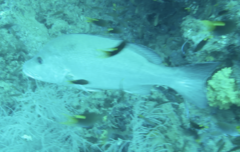 Lutjanus lemniscatus