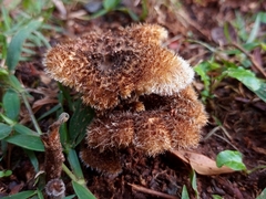 Fungi