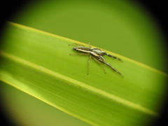 Hentzia grenada