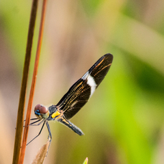 Zenithoptera lanei