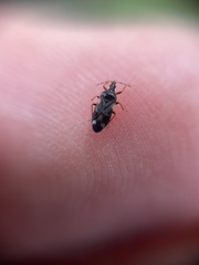Anthocoris nemoralis