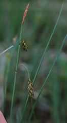 Carex limosa
