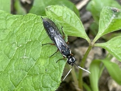Xiphydria maculata